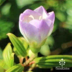 Tibouchina Illusion 33 Tibouchina Illusion -Plant Seed Store apo tibouchina illusion bud