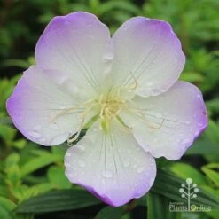 Tibouchina Illusion 20 Tibouchina Illusion -Plant Seed Store apo tibouchina illusion flower perfect