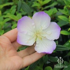 Tibouchina Illusion 27 Tibouchina Illusion -Plant Seed Store apo tibouchina illusion flower size