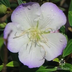 Tibouchina Illusion 28 Tibouchina Illusion -Plant Seed Store apo tibouchina illusion picotee