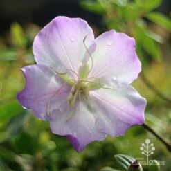 Tibouchina Illusion 23 Tibouchina Illusion -Plant Seed Store apo tibouchina illusion rain