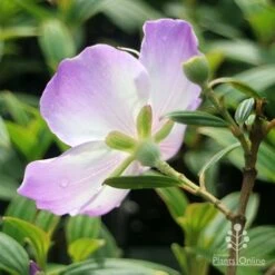 Tibouchina Illusion 31 Tibouchina Illusion -Plant Seed Store apo tibouchina illusion reverse