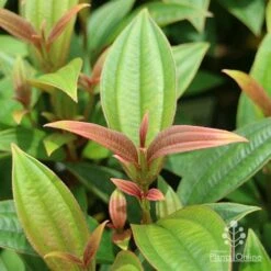 Tibouchina Purple Star 10 Tibouchina Purple Star -Plant Seed Store apo tibouchina purple star new leaf colour