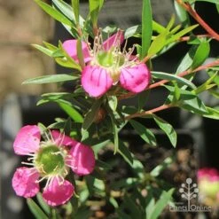 Leptospermum Tickled Pink 19 Leptospermum Tickled Pink -Plant Seed Store apo tickled pink above