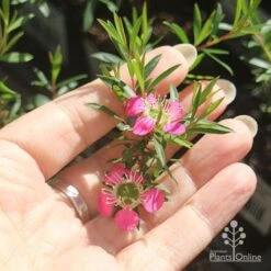 Leptospermum Tickled Pink 21 Leptospermum Tickled Pink -Plant Seed Store apo tickled pink flower size