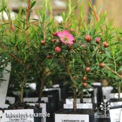 Leptospermum Tickled Pink 24 Leptospermum Tickled Pink -Plant Seed Store apo tickled pink leptospermum tubestock plants 1