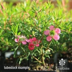 Leptospermum Tickled Pink 27 Leptospermum Tickled Pink -Plant Seed Store apo tickled pink tubestock 3 flowers 1