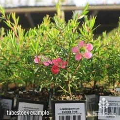 Leptospermum Tickled Pink 22 Leptospermum Tickled Pink -Plant Seed Store apo tickled pink tubestock flowers 1