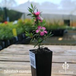 Leptospermum Tickled Pink 20 Leptospermum Tickled Pink -Plant Seed Store apo tickled pink tubestock in flower