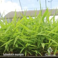 Tiger Grass - Thysanolaena 11 Tiger Grass - Thysanolaena -Plant Seed Store apo tiger grass tray of tubestock