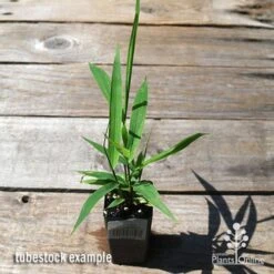 Tiger Grass - Thysanolaena 10 Tiger Grass - Thysanolaena -Plant Seed Store apo tiger grass tubestock top