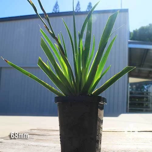 Dietes Tiny Dancer- Wild Iris - 68mm BIGGER Size 2 Dietes Tiny Dancer- Wild Iris - 68mm BIGGER Size - Image 2