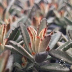 Kalanchoe Tomentosa – Panda Plant - Succulent 17 Kalanchoe Tomentosa – Panda Plant - Succulent -Plant Seed Store apo tomentosa chocolate