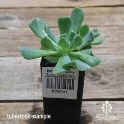 Echeveria Topsy Turvy - Succulent 18 Echeveria Topsy Turvy - Succulent -Plant Seed Store apo topsy tubestock 2