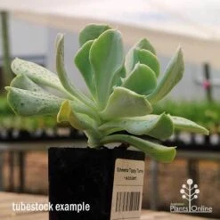 Echeveria Topsy Turvy - Succulent 17 Echeveria Topsy Turvy - Succulent -Plant Seed Store apo topsy tubestock