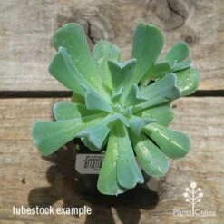 Echeveria Topsy Turvy - Succulent 13 Echeveria Topsy Turvy - Succulent -Plant Seed Store apo topsy tubestock top