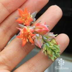 Echeveria Topsy Turvy - Succulent 14 Echeveria Topsy Turvy - Succulent -Plant Seed Store apo topsy turvy flowersize