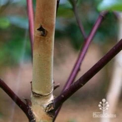 Tristaniopsis Luscious - Water Gum 26 Tristaniopsis Luscious - Water Gum -Plant Seed Store apo tristaniopsis bark colour