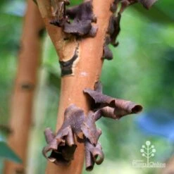 Tristaniopsis Luscious - Water Gum 29 Tristaniopsis Luscious - Water Gum -Plant Seed Store apo tristaniopsis bark peel