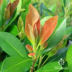 Tristaniopsis Luscious - Water Gum 22 Tristaniopsis Luscious - Water Gum -Plant Seed Store apo tristaniopsis luscious winter new leaf