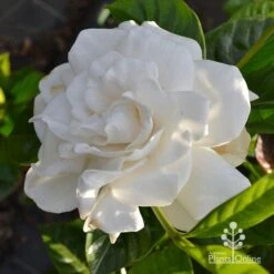 Gardenia True Love -Plant Seed Store apo true love gardenia full open