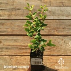 Acmena Allyn Magic 16 Acmena Allyn Magic -Plant Seed Store apo tubestock allyn magic green