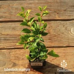 Acmena Allyn Magic 14 Acmena Allyn Magic -Plant Seed Store apo tubestock allyn magic green top