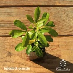 Choisya - Mexican Orange Blossom -Plant Seed Store apo tubestock choisya top