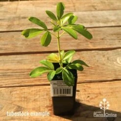 Choisya - Mexican Orange Blossom -Plant Seed Store apo tubestock choisya2