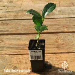 Gardenia True Love -Plant Seed Store apo tubestock gardenia true love