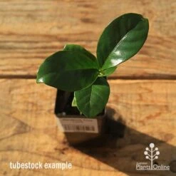 Gardenia True Love -Plant Seed Store apo tubestock gardenia true love top