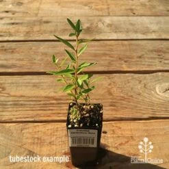 Grevillea Canterbury Gold 18 Grevillea Canterbury Gold -Plant Seed Store apo tubestock grevillea canterbury gold