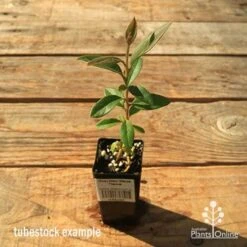 Grevillea Deua Flame 22 Grevillea Deua Flame -Plant Seed Store apo tubestock grevillea deua flame