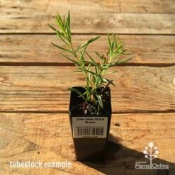 Grevillea Gold Rush 10 Grevillea Gold Rush -Plant Seed Store apo tubestock grevillea gold rush