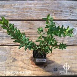 Grevillea Knockout -Plant Seed Store apo tubestock grevillea knockout top