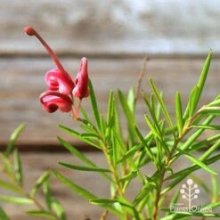 Grevillea Liliane 17 Grevillea Liliane -Plant Seed Store apo tubestock grevillea liliane flower close