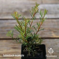 Grevillea Mini Marvel 27 Grevillea Mini Marvel -Plant Seed Store apo tubestock grevillea mini marvel close