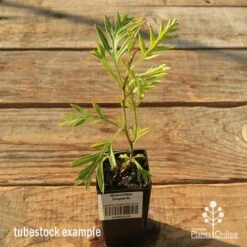 Grevillea Superb 12 Grevillea Superb -Plant Seed Store apo tubestock grevillea superb