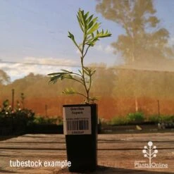 Grevillea Superb 14 Grevillea Superb -Plant Seed Store apo tubestock grevillea superb side