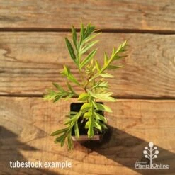 Grevillea Superb 15 Grevillea Superb -Plant Seed Store apo tubestock grevillea superb top