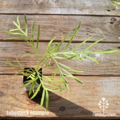 Grevillea Yamba Sunshine 13 Grevillea Yamba Sunshine -Plant Seed Store apo tubestock grevillea yamba sunshine top