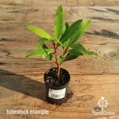 Laurus Nobilis - Bay Tree -Plant Seed Store apo tubestock laurus bay tree