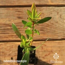 Leucadendron Gold Strike -Plant Seed Store apo tubestock leucadendron gold strike