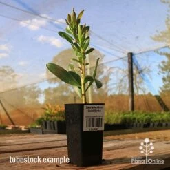 Leucadendron Gold Strike -Plant Seed Store apo tubestock leucadendron gold strike sky