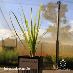 Lomandra Lime Tuff 15 Lomandra Lime Tuff -Plant Seed Store apo tubestock lomandra lime tuff nursery