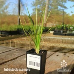 Lomandra Lime Tuff 16 Lomandra Lime Tuff -Plant Seed Store apo tubestock lomandra lime tuff sky