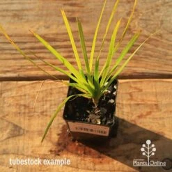 Lomandra Lime Tuff 17 Lomandra Lime Tuff -Plant Seed Store apo tubestock lomandra lime tuff top
