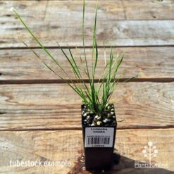 Lomandra SHARA 13 Lomandra SHARA -Plant Seed Store apo tubestock lomandra shara