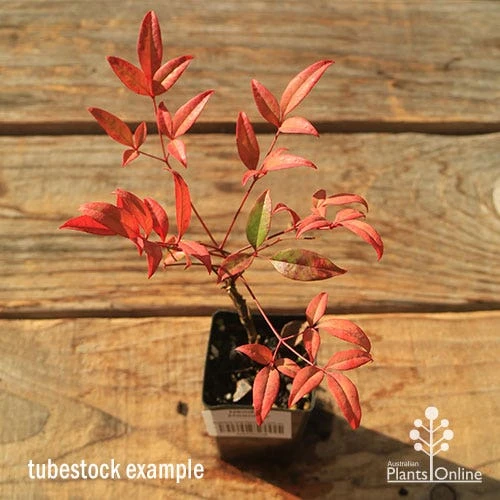 Nandina Moonbay 2 Nandina Moonbay - Image 2
