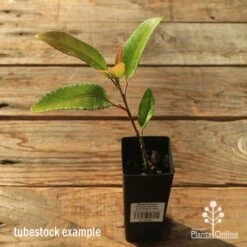 Elaeocarpus Prima Donna - Blueberry Ash 20 Elaeocarpus Prima Donna - Blueberry Ash -Plant Seed Store apo tubestock prima donna